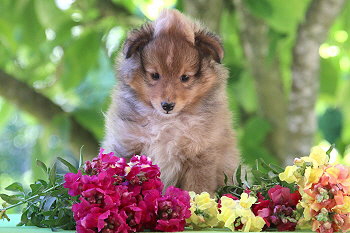 Justin T. vom Affinger Bach, 6 Wochen alt