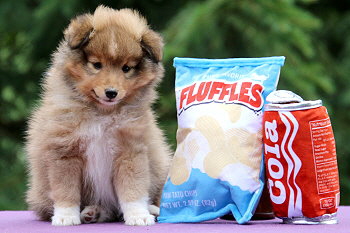 Justin T. vom Affinger Bach, 7 Wochen alt