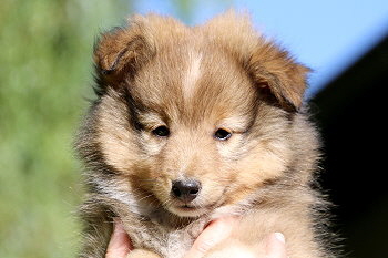 Justin T. vom Affinger Bach, 8 Wochen alt