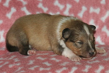 Jana Ina Z. vom Affinger Bach. 1 Woche alt