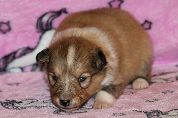 Jana Ina Z. vom Affinger Bach, 2 Wochen alt