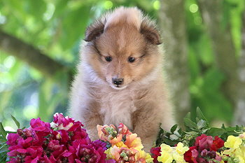 Jana Ina Z. vom Affinger Bach, 6 Wochen alt