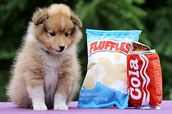 Jana Ina Z. vom Affinger Bach, 7 Wochen alt