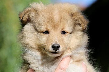 Jana Ina Z. vom Affinger Bach, 8 Wochen alt