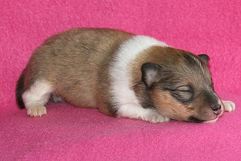 Kit Kat vom Affinger Bach, 2 Wochen alt