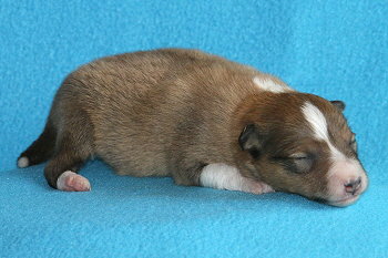 Kalle Kool vom Affinger Bach, 1 Woche alt