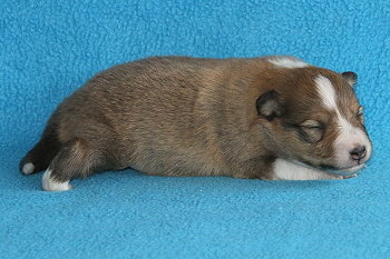 Kalle Kool vom Affinger Bach, 2 Wochen alt