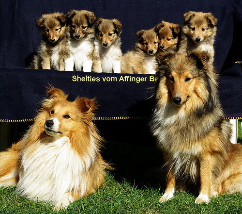 M2-Wurf vom Affinger Bach Familienfoto