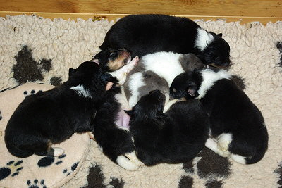 N2-Wurf vom Affinger Bach, 15 Tage alt 