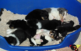 N2-Wurf, 4 Wochen alt