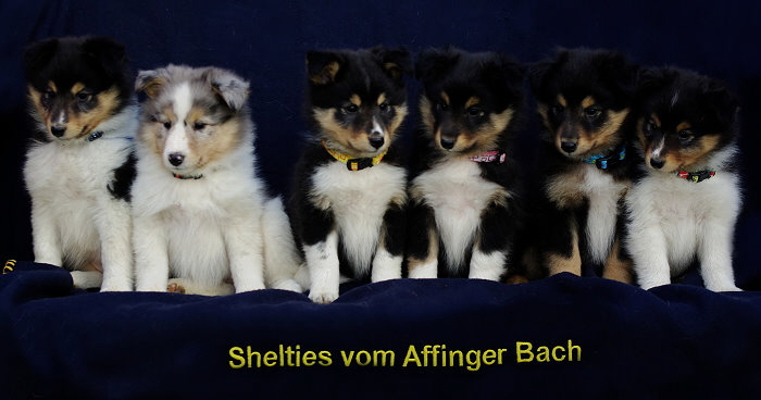 N2-Wurf, 7,5 Wochen alt 