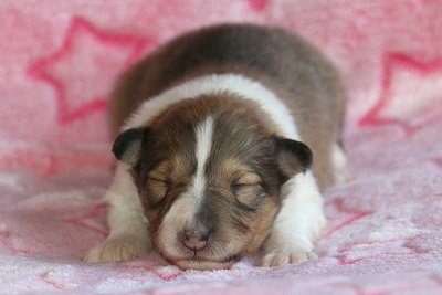 Netti vom Affinger Bach, 1 Woche alt