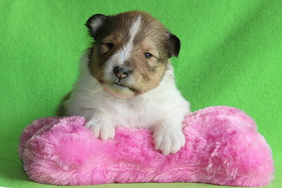 Netti vom Affinger Bach, 2 Wochen alt