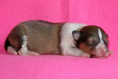 Netti vom Affinger Bach, 4 Tage alt