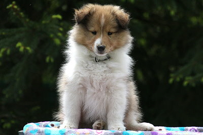 Netti vom Affinger Bach, 8 Wochen alt