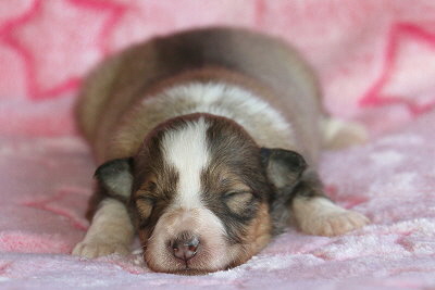 Najaah vom Affinger Bach, 1 Woche alt