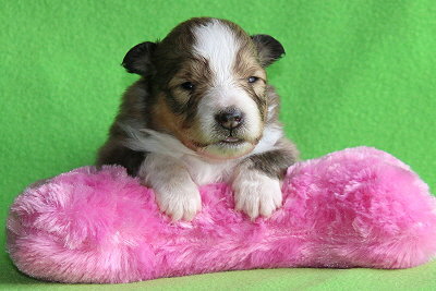 Najaah vom Affinger Bach, 2 Wochen alt