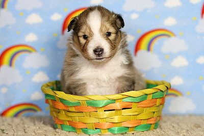 Najaah vom Affinger Bach, 3 Wochen alt