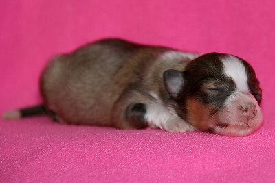 Najaah vom Affinger Bach, 4 Tage alt