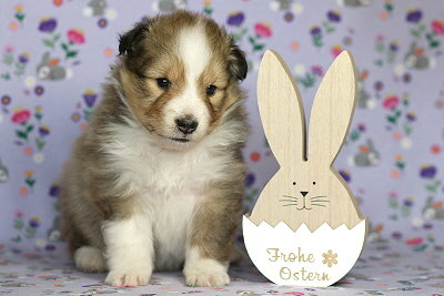 Najaah vom Affinger Bach, 4 Wochen alt