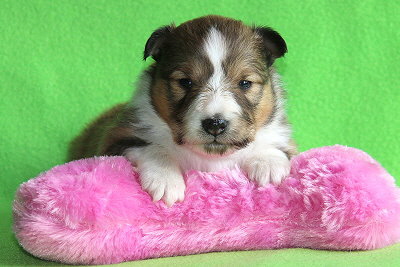 Neila vom Affinger Bach, 2 Wochen alt