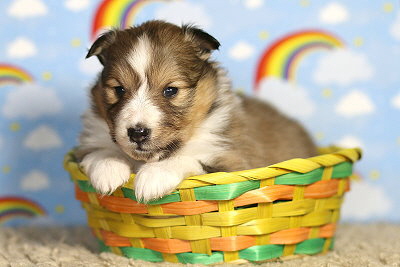 Neila vom Affinger Bach, 3 Wochen alt