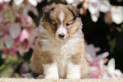 Neila vom Affinger Bach, 5 Wochen alt