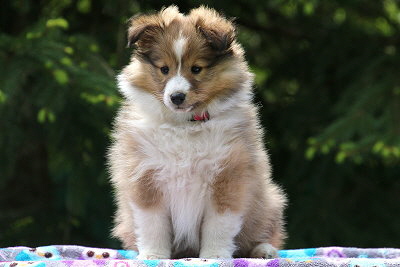 Neila vom Affinger Bach, 8 Wochen alt