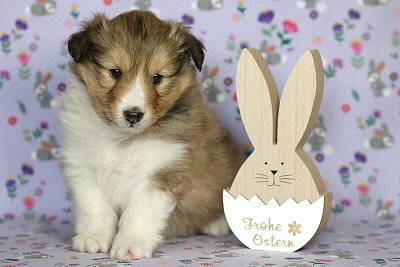 Nike vom Affinger Bach, 4 Wochen alt