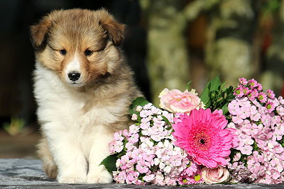 Nike vom Affinger Bach, 6 Wochen alt