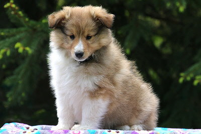 Nike vom Affinger Bach, 8 Wochen alt