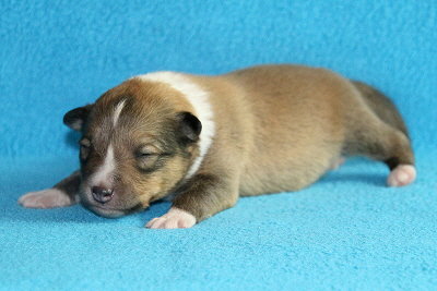 Oslo vom Affinger Bach, 1 Woche alt