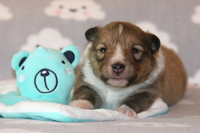 Oslo vom Affinger Bach, 2 Wochen alt