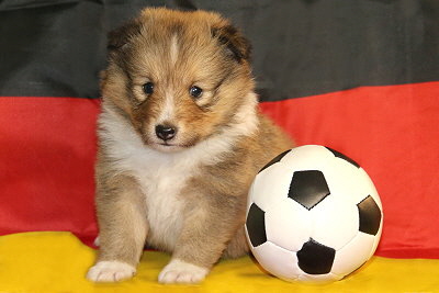 Oslo vom Affinger Bach, 4 Wochen alt