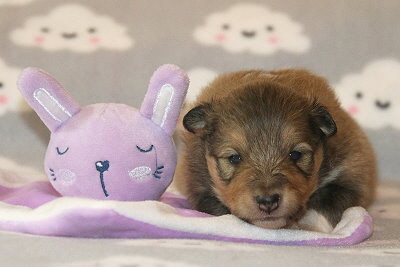 Osaka vom Affinger Bach, 2 Wochen alt