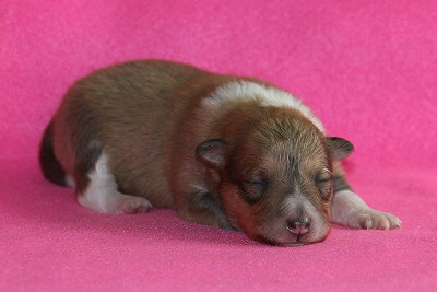 Omaha vom Affinger Bach, 1 Woche alt