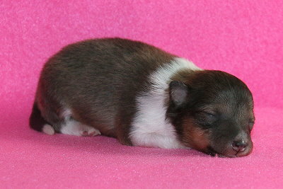 Ottawa vom Affinger Bach, 1 Woche alt