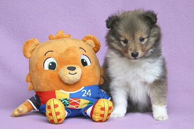 Ottawa vom Affinger Bach, 6 Wochen alt