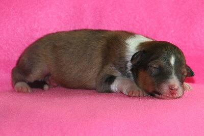 Pina Colada vom Affinger Bach, 1 Tag alt