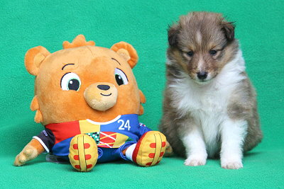 Pina Colada vom Affinger Bach, 4 Wochen alt