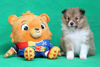 Panna Cotta vom Affinger Bach, 4 Wochen alt