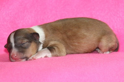 Pepsi Cola vom Affinger Bach, 1 Tag alt