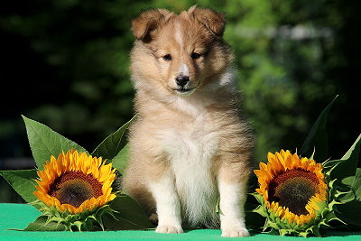 Pepsi Cola vom Affinger Bach, 8 Wochen alt