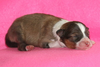 Pink Lady vom Affinger Bach, 1 Tag alt