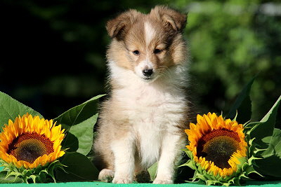 Pink Lady vom Affinger Bach, 8 Wochen alt