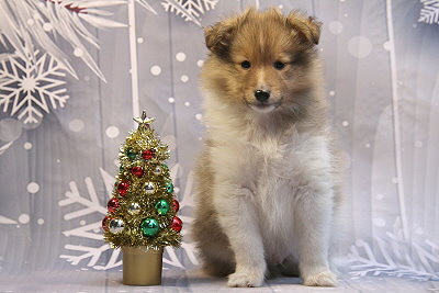 Quantaz vom Affinger Bach, 7 Wochen alt