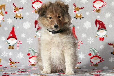 Quantaz vom Affinger Bach, 8 Wochen alt