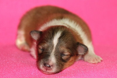 Quamilla vom Affinger Bach, 1 Woche alt