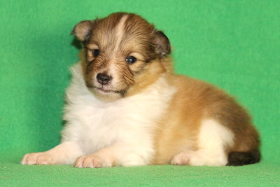 Quamilla vom Affinger Bach, 3 Wochen alt