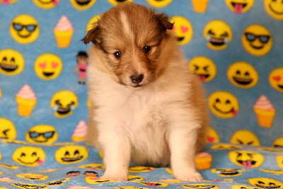 Quamilla vom Affinger Bach, 4 Wochen alt